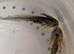 Beautiful mix clutch of baby Hypo Axolotls