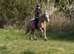 13.3H - 11Yo - Palomino - Mare