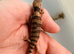 Baby Pink Tongue skinks AMAZING ANIMALS