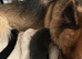 German shepherd puppies