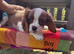 Gorgeous Cav Puppies