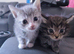 mixed babies for sale