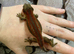 Red Stripe Gargoyle Gecko at Birmingham Reptiles
