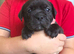 Frenchbulldog cross pups