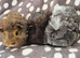3 boars available