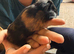 Guinea Pig Babies for sale