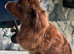 Brown Newfoundland girl