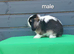 Gorgeous purebred mini lop rabbits ready now