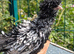 Polish Bantam & Tolbunt Pullets 10-12 weeks old