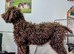 Spanish water dog KC register