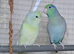 Parrotlet pair