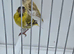 BEAUTIFUL PROVEN PAIR MUTATION YELLOW PASTEL SISKINS