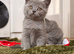 British shorthair kittens