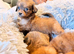 Pomeranian cross chihuahua puppies