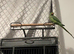 Male ringneck