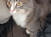Male maine coon