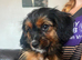 Yorkie x boy for sale