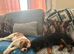 King Charles cavalier