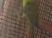 Beautiful male plumhead