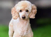 stunning f1 Sproodles Health tested dad