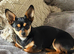 Chiweenie x