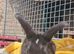 Last little boy looking for his new home