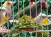Proven Pair of Gouldians / Young Pair / Proven hen
