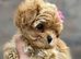 Asian Maltipoo Puppy