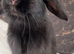Mini lop rabbit