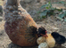 Day old Chicks ready to reserve for easter  LIMITED NUMBERS