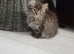 Fluffy boy kitten