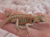 Red hypo translucent with blue bars Possible female