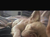 Gorgeous female fluffy frenchie