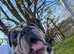 Female bulldog