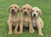 FOX red labrador retriever pups £500 ready to go