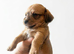 Gorgeous Mauxie girls for sale