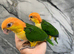 Hand-Rearing Baby Friendly Super Tame Caique Parrot
