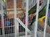 Males gouldian finches