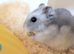 Lovely hamster and cage