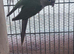 Pair of conures &pound;150