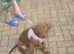 Affectionate lovable puppy