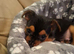 Jack Russell cross puppies