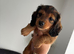 Beautiful Miniature Dachshund Puppies