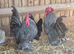 Exhibition sablepoot hatching eggs