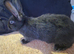 Baby rabbits available