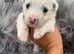 West highland terrier puppies