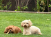 Cavapoos