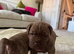 English Corso Dogge