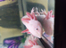 Selling my axolotl