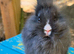 Baby Vienna carrying Lionhead Buck - Ready now.